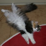 pregnant buzzy 1
