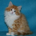 taavi 11 wks 1