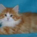 taavi 11 wks 2