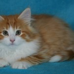 taavi 11 wks 3