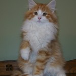 taavi 14 wks 1