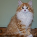 taavi 14 wks 2