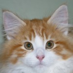 taavi face shot 14 wks