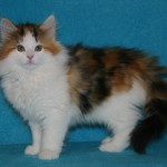 tanith 11 wks 2