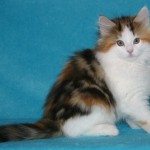 tanith 11 wks 3