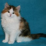 tanith 11 wks 5