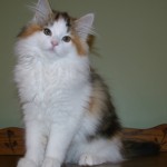 tanith 14 wks 1