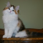 tanith 14 wks 2