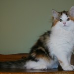 tanith 14 wks 3