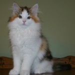 tanith 14 wks 4