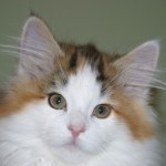 tanith face shot 14 wks