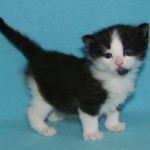alaric 3 wks 2