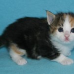 reagan 3 wks 3