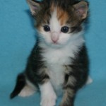 reagan 3 wks 4