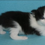 riordan 3 wks 1