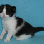 riordan 3 wks 2
