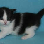 riordan 3 wks 3