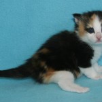 tatiana 3 wks 3