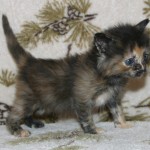 orphans - clara