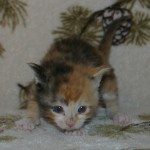 orphans - lucy