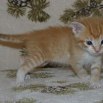 orphans - rory