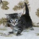 orphans - smoky