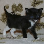 orphans - sylvie