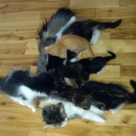 buzzy & the hungry kittens