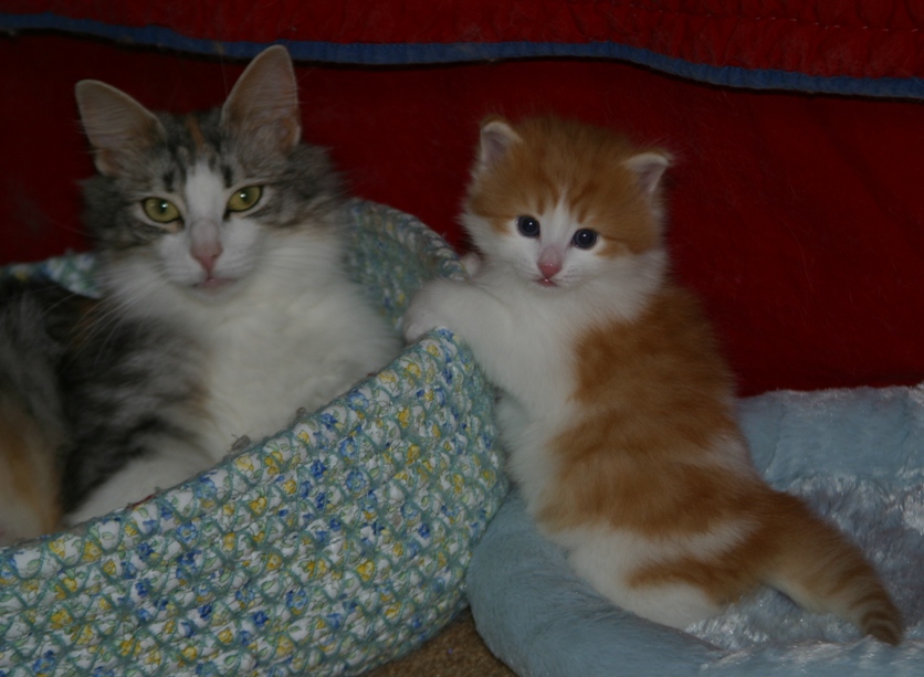 Norwegian Forest Cat Adoption: Norwegian Forest Cat Kittens for